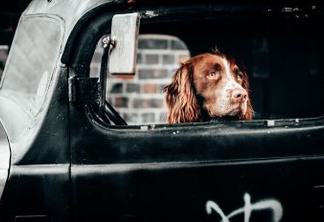 Ford pode lançar cinto de segurança canino [pixabay]